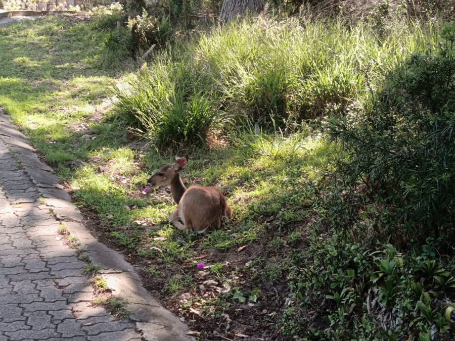 2 Bedroom Property for Sale in Brenton On Lake Western Cape